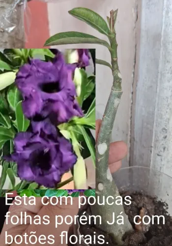 Rosa do deserto roxa ja com botões florais
