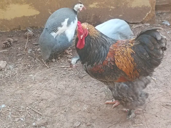 Galo 