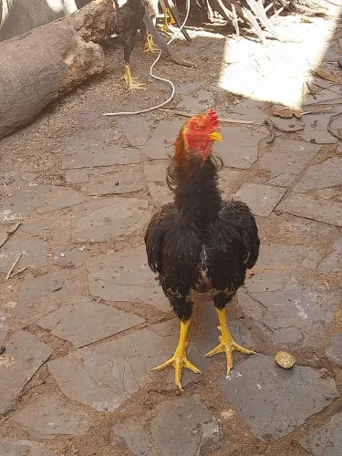 Galo índio