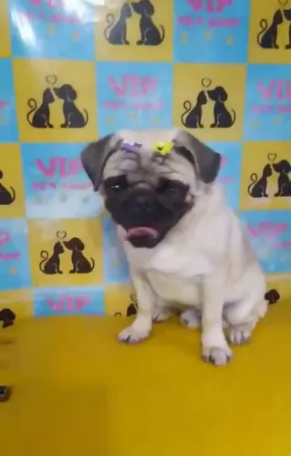 Vendo Cachorro Raça Pug 