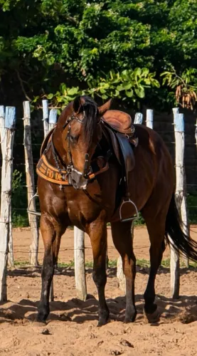 Cavalo de direita