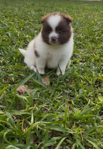 Spitz alemão menino
