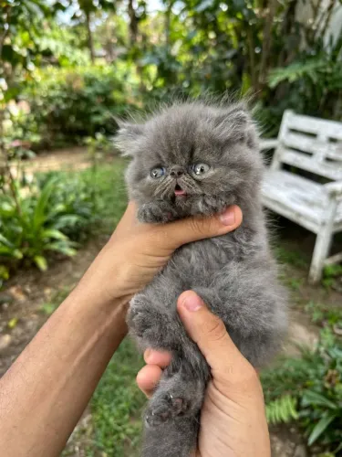 Vendo Lindos Filhotes de Gato Persa Show