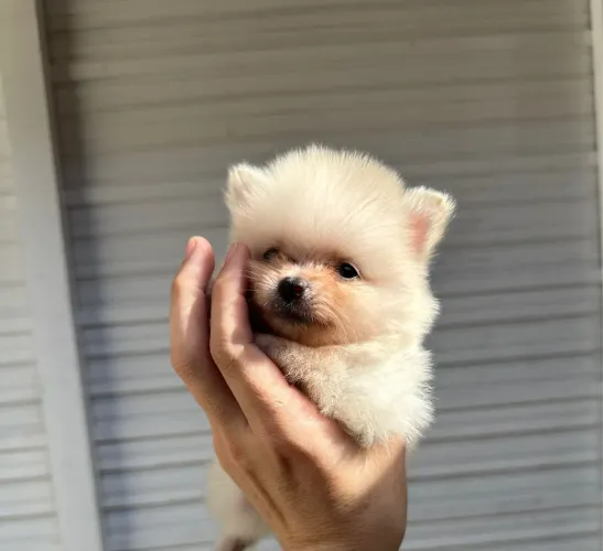 Spitz alemão (Lulu da pomerania) macho