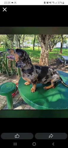 Salsicha Mofado