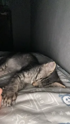 Doa-se gato macho filhote