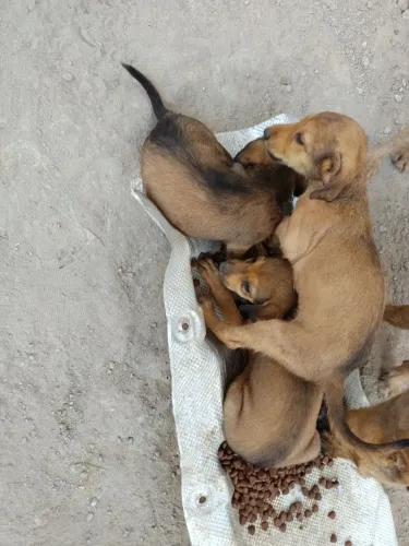 Tem cachorro para doação quatro