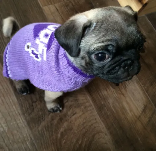 Pug Um filhotinho que combina com qualquer estilo de vida