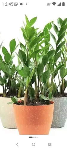 Mudas de zamiocuca 