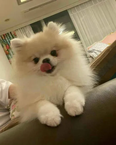 Filhote Spitz Alemão, Um lar cheio de amor precisa de um filhotinho!