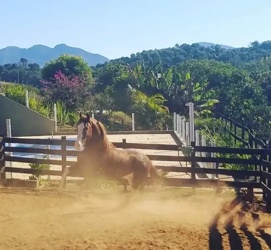 Cavalo Mangalarga registrado 