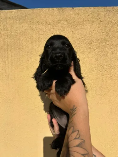 Filhote Cocker spaniel, O abraço mais fofinho do mundo está esperando por você!
