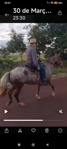 Cavalo marcha picada