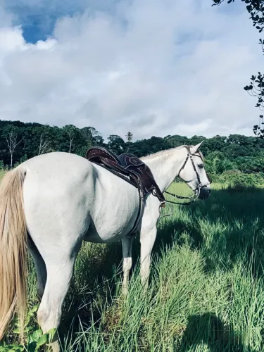 Cavalo esteira