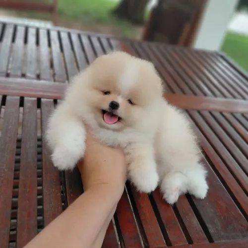 Lulu da Pomerânia Legítimos Anões com Pedigree