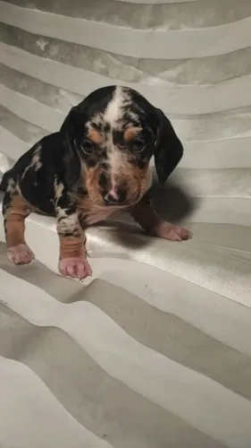 basset daschund lindos e bem pequenos
