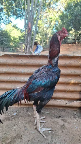 Frangos e galos puros
