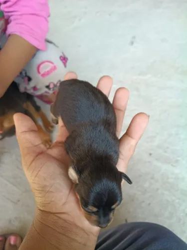 Cachorros 