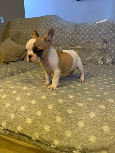 Filhote de Buldogue Frences