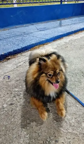 Venda de Lulu da Pomerânia
