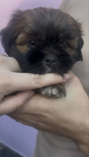 Filhote de Shih Tzu