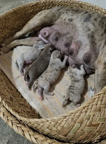 Pit Monsters