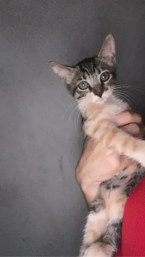 Gato filhote adoção 