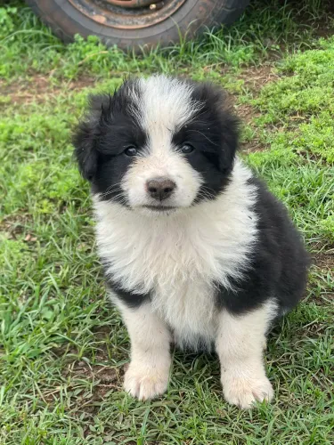 Border collie