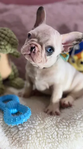 Bulldog francês macho com os 2 olhos azuis top