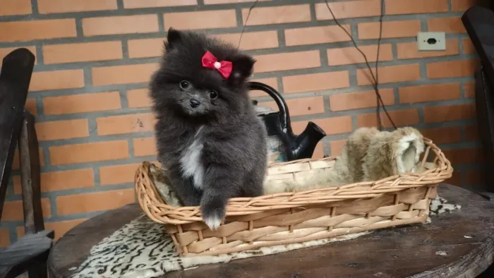Spitz anão FÊMEA AZUL