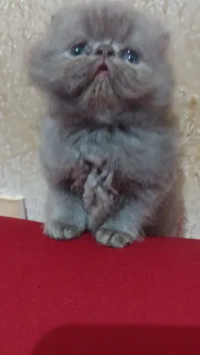 vendas