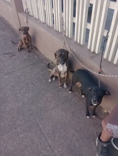 Estou doando 4 cachorros 3 fêmeas castrada e 1 macho não castrado todos tem 1 ano