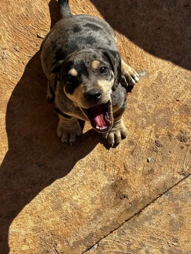 Cachorro 