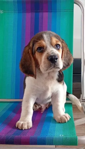 Filhote de Beagle
