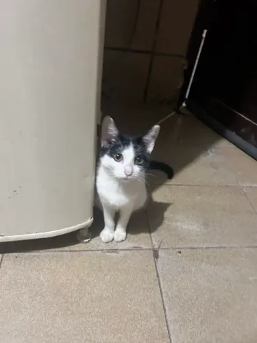 Gatinha frajola