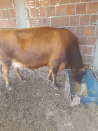 Vendo 4 vacas 