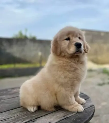 Doação Golden Retriever filhotes