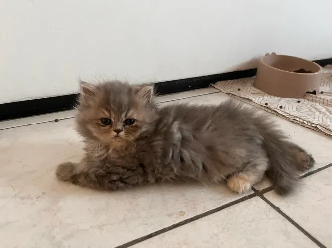 Gatos persa