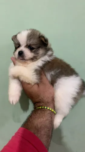 Filhote de Spitz Alemão Anão com pedigree 