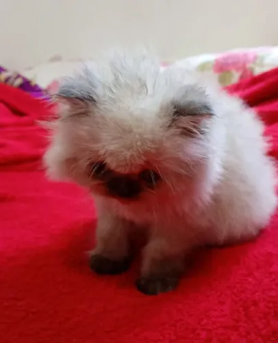 Vendo Gata Persa Fêmea