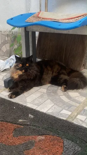 Gato Persa