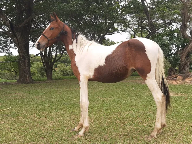 Cavalos mangalarga marchador