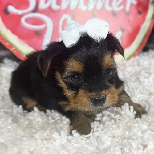 Criados com todo amor | Yorkshire Terrier