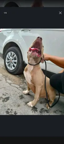 Pit monster fêmea com 5 meses com todas as vacinas