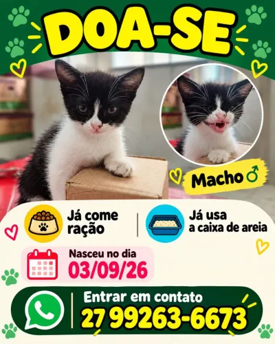 Doa-se gato filhote macho