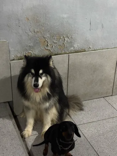 HUSKY SIBERIANO MACHO PROCURA FÊMEA PARA CRUZAR