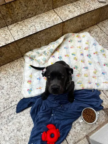 CANE CORSO 4 MESES Macho