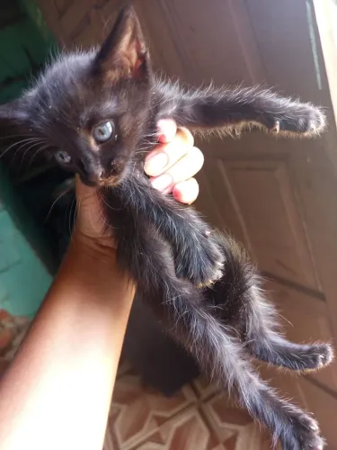 Doação de filhote de gato