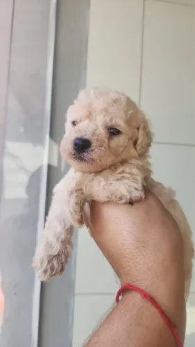 Poodle Toy fêmea e macho