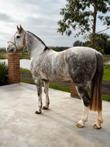 Cavalo Crioulo - Tordilho